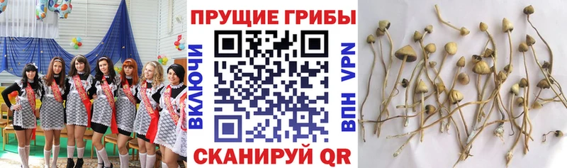 Псилоцибиновые грибы GOLDEN TEACHER  Мончегорск 